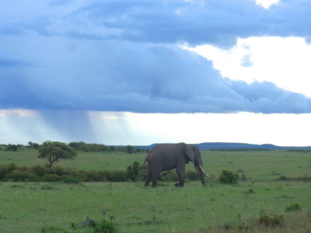 Since Eric Young helped start the Conservancy Project, animals are returning to the savanna. (Nora Nord)