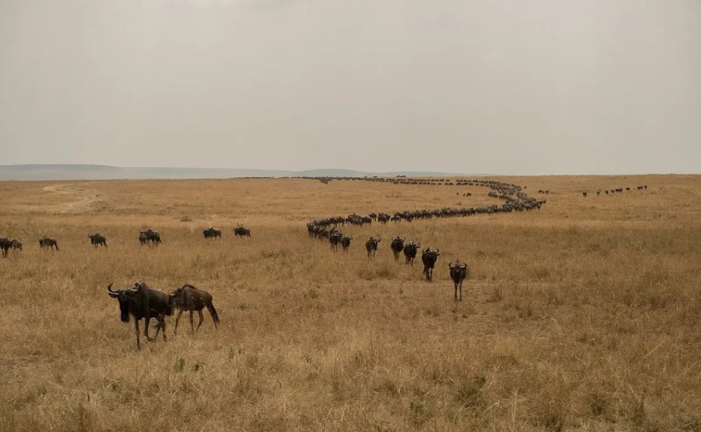 Wildebeest making the great migration across the savanna. (Nora Nord)